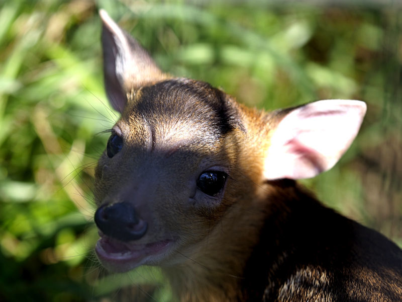 茨城“キョン”が相次ぎ目撃！その繁殖・定住を防げ！目撃情報には報奨金がもらえる制度がスタート！TBS NEWS DIG