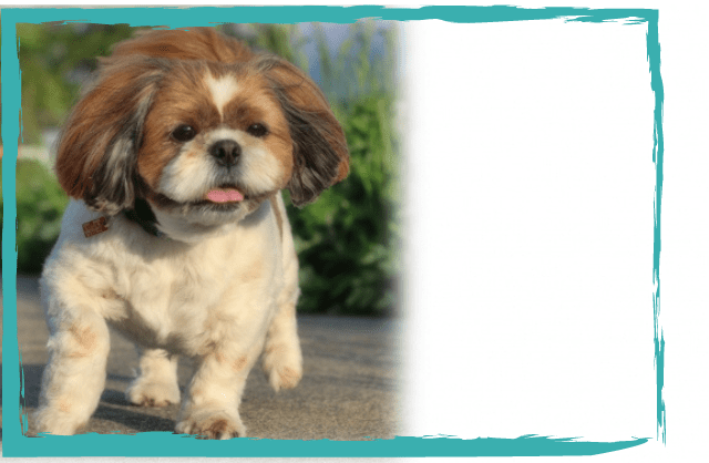 ペット年賀状無料テンプレートデザイン。イラストや画像付きも豊富 - Canva キャンバ