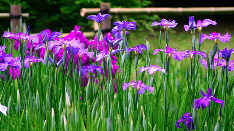 菖蒲湯で頭に巻く意味や効能効果をご紹介！生活のヒントjournal