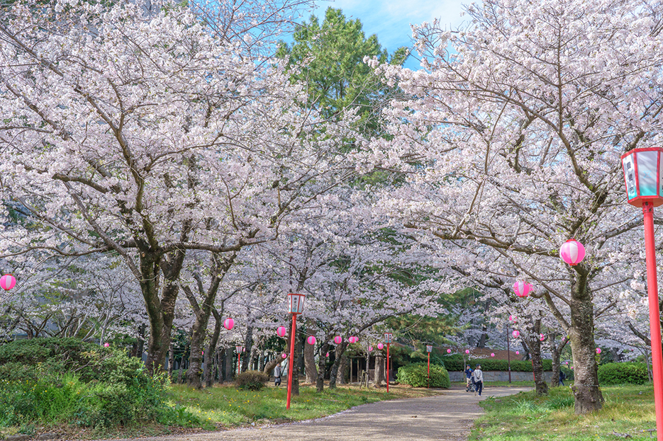 春まつり（さくら）～豊橋～ | 豊橋市・豊川市・蒲郡市・田原市・新城市