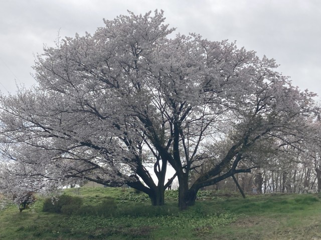 夫婦お花見デートAHN MIKA オフィシャルブログ『Jewel of Lotus』Powered by Ameba