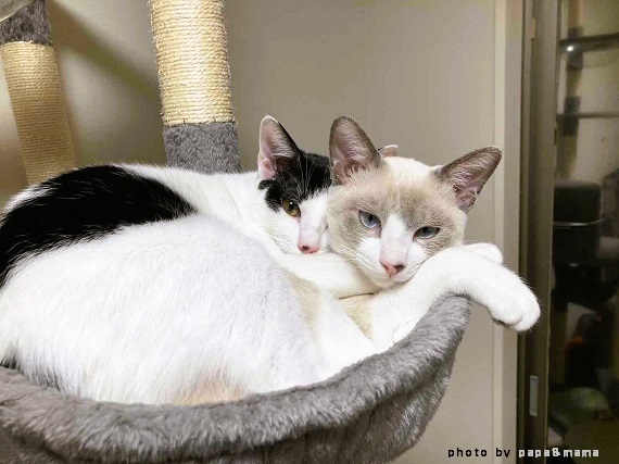 仲良し3兄弟猫が、猫嫌いだった妻を変えた！今ではいないのが想像できないほど愛おしい存在に建設会社の応接室で「おもてにゃし」 ライフ 社会総合 デイリースポーツ online