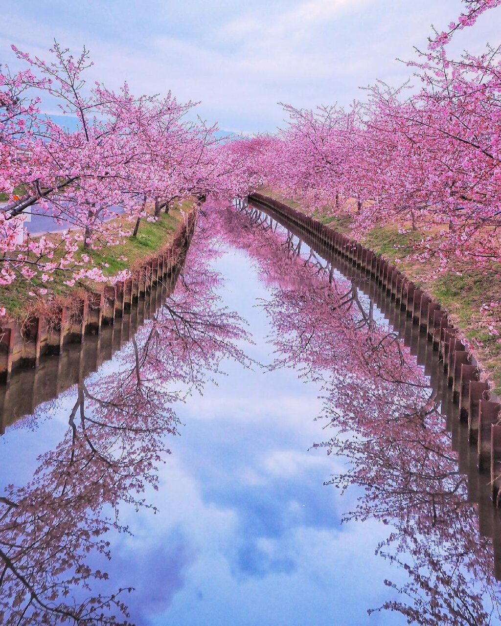 2025年の茨城県の河津桜の名所・おすすめスポット：茨城VRツア