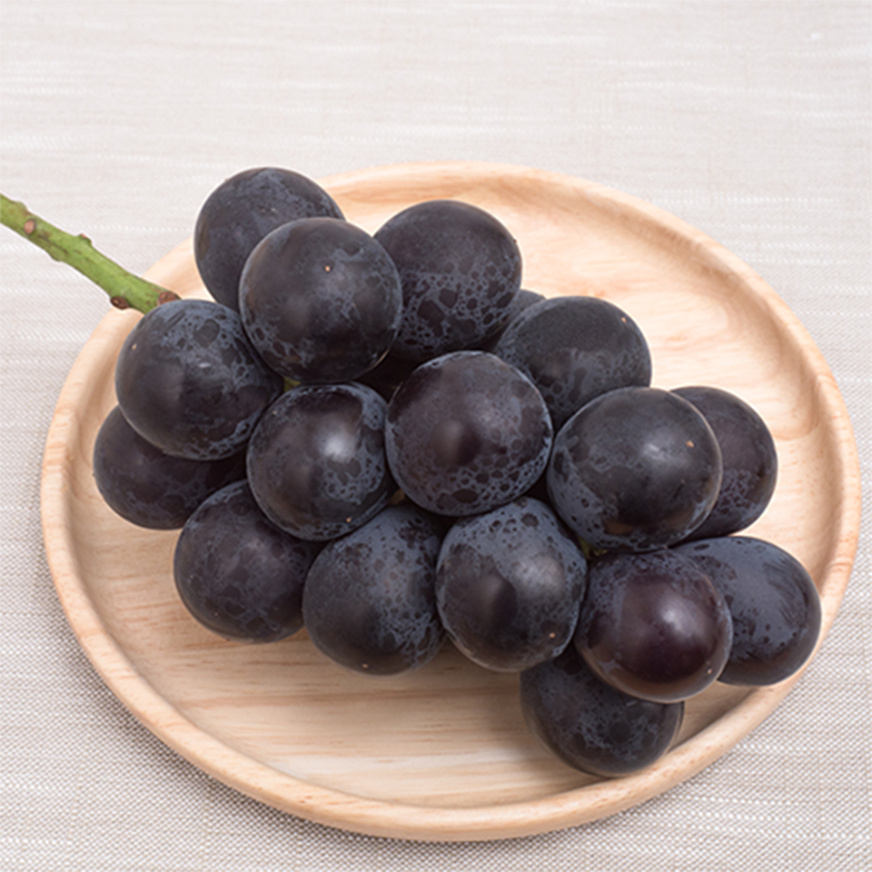 ブドウ・藤稔 種・苗・ガーデニング用品の タキイネット通販