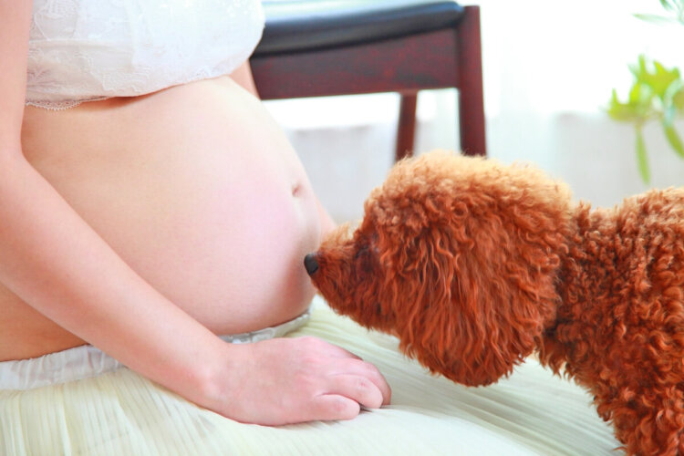 犬と一緒にマタニティフォト - 大阪 吹田 エキスポフォトスタジオ