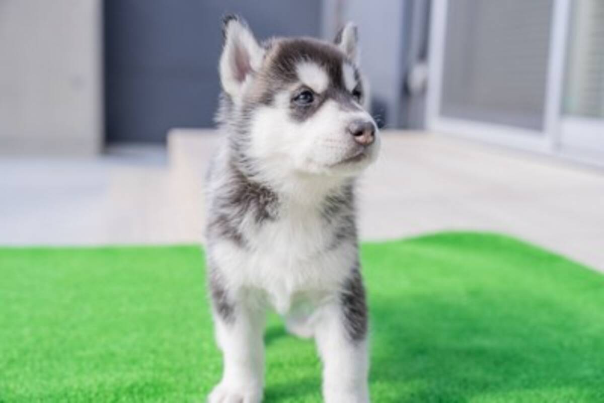 Amazon.co.jp: 青いヌプキナの沼 : かこ さとし: 本