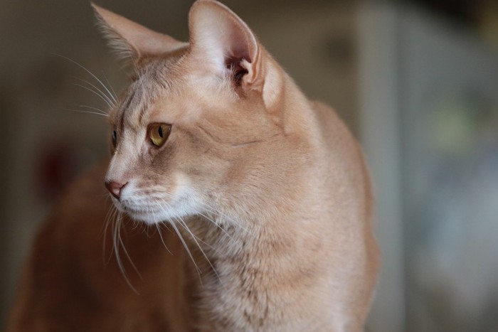 拗ねるのをやめたい！心理背景と治し方を徹底解説！ - ぬいぐるみ心理学公式サイト