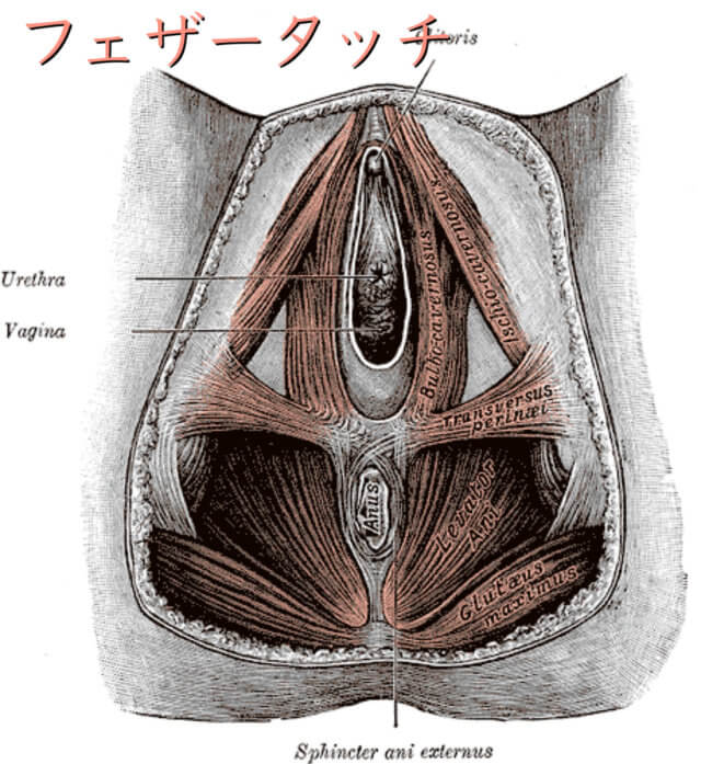 メンズエステ】鼠径部マッサージとは？魅力や流れなど | アロマパンダ通信ブログ