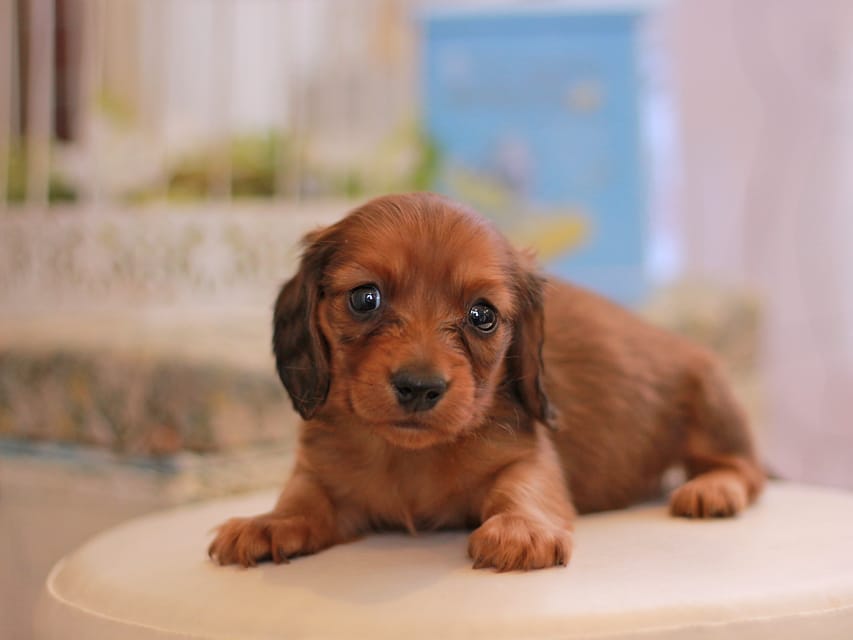 珍しい毛色優しい性格ブリティッシュショートヘア