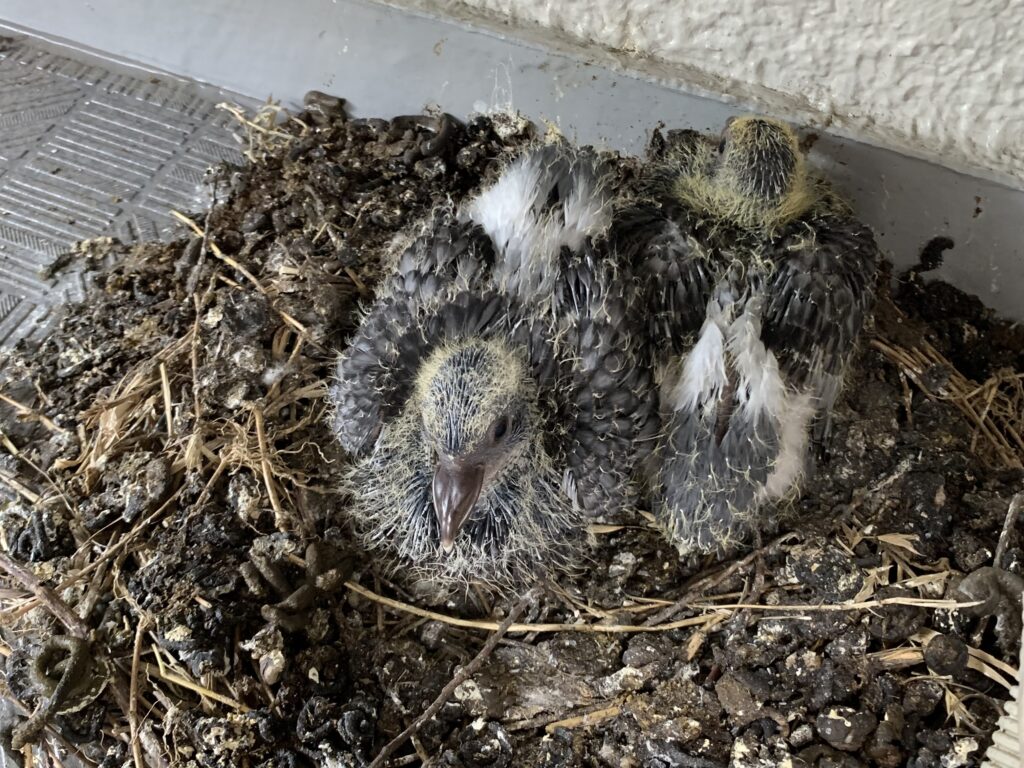 何種類いる？ 日本でみかける鳩 ハト の種類・生態害虫獣駆除サービスお掃除サービスのダスキン