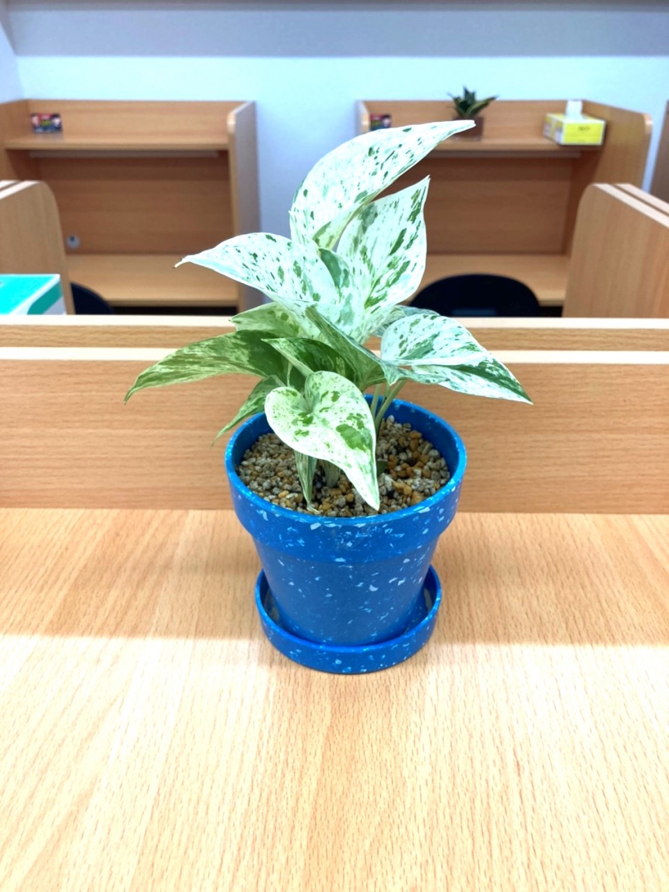 一人暮らし向け観葉植物風水に良い！運気が上がった人気のおすすめランキングわたしと、暮らし