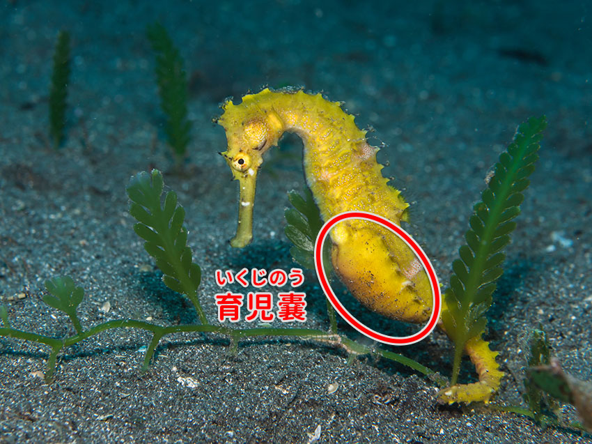 竜の落とし子」という名前から、竜の化身とも言われ縁起の良い生き物とされるタツノオトシゴ。 動画は、先日伊勢のめおと横丁で見たタツノオトシゴです。オスが出産する珍しい生態をしていて、お腹が大きな子も、出産後なのかお腹がぺったんこの子もいました。 今日で辰