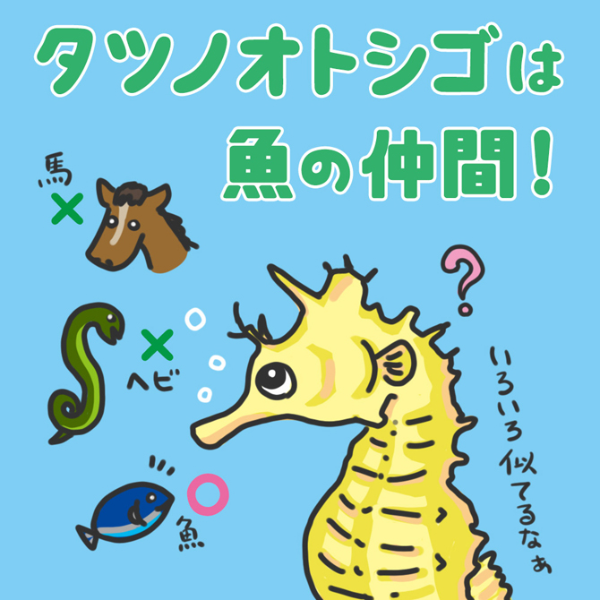 タツノオトシゴの正体に迫る！ ユニークな姿に不思議な生態、ダイビングの人気種までダイビングと海の総合サイト・オーシャナ
