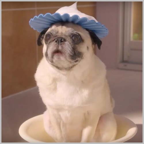 まだ結婚できない男』大人気のパグ犬・タツオ、“上手すぎる”演技の裏側マイナビニュース