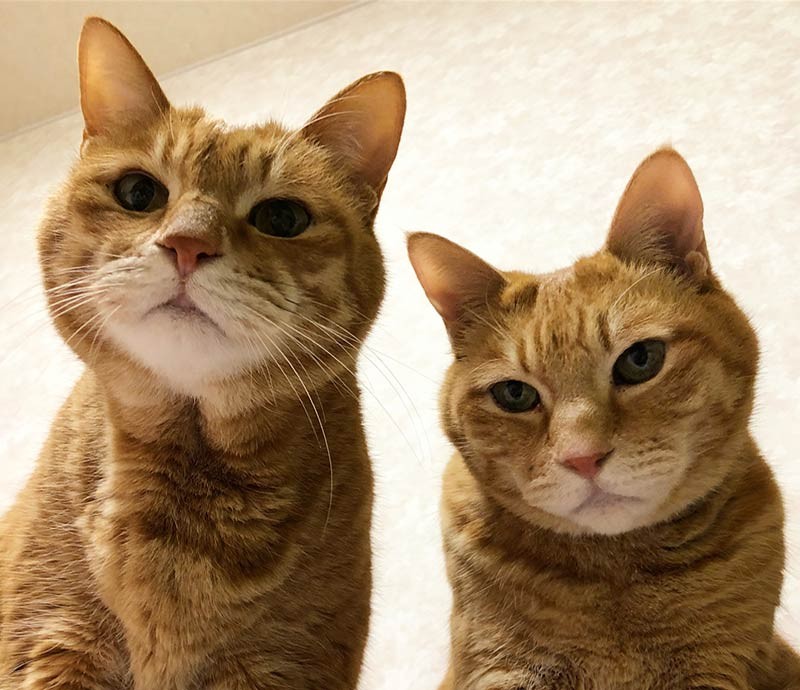 いごチェス安定仲良し兄弟なり。城立寺江戸川区瑞江日蓮宗保護猫保護猫を家族に保護猫と暮らす多頭飼いcatsofinstagramcatlovercatlifekittyにゃんすたぐらむねこすたぐらむねこのきもちにゃんだふるらいふ猫好きさんと繋がりたい