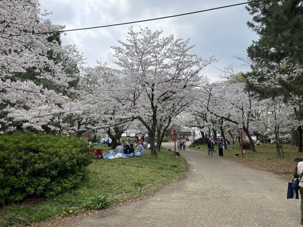 2024年／豊橋市内の桜・お花見スポット | ノブトラ