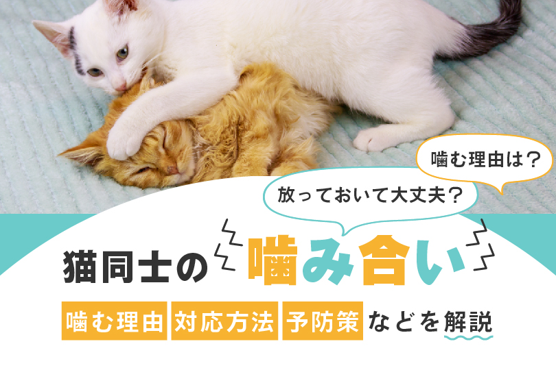 犬に噛み癖をつけない、直すにはどうしたらいい？犬が飼い主を噛む原因と対処法 | EPARKペットライフ