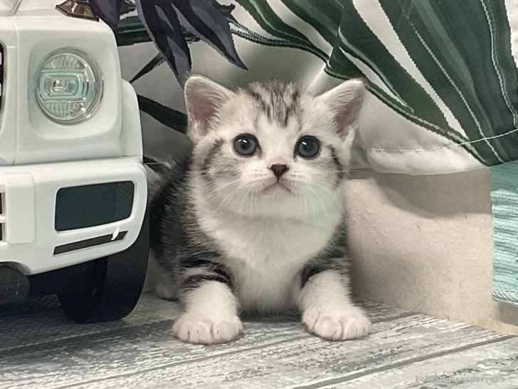 志村どうぶつ園『白井家』動物37匹を飼う!!じんくん・こうめいくん・ゆらさん動物愛の優しい家族『ママ何歳？』湘南にぎやか家族