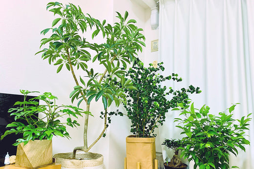 風水で勉強運アップ 観葉植物で集中力と成績を高める開運インテリア術！Pojigoo ポジグー