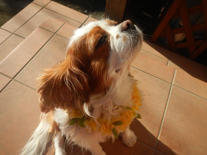 外国語でおしゃれな犬の名前が知りたい!言語別で徹底解説DogHuggy