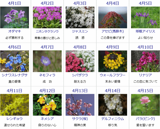 4月8日の誕生花は？ジャスミンの花言葉・由来を紹介お花のギフト通販 ブルーミーストア