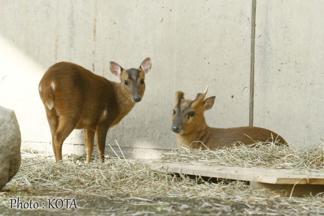 5月21日にキョンの子どもが生まれました😊💓 キョンは大人でも小さいですが、子どもはさらに小さく、白い斑点がみられます。外展示場と寝室を自由に行き来できるようにしているので、タイミングが合えば、見られるかもしれません♩大森山動物園omoriyamazooキョン