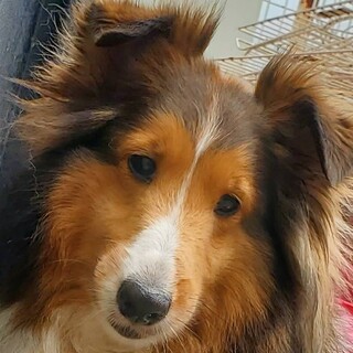 シェルティのティマちゃん通信🌸🐶🌸 : NPO法人ペット里親会
