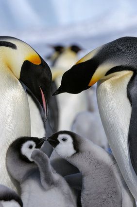 １０月２日生まれのエンペラーペンギンの赤ちゃんを、本日１０月１９日 月 より親鳥のもとへ返しました！トピックスアドベンチャーワールド