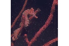 タツノオトシゴの正体に迫る！ ユニークな姿に不思議な生態、ダイビングの人気種までダイビングと海の総合サイト・オーシャナ