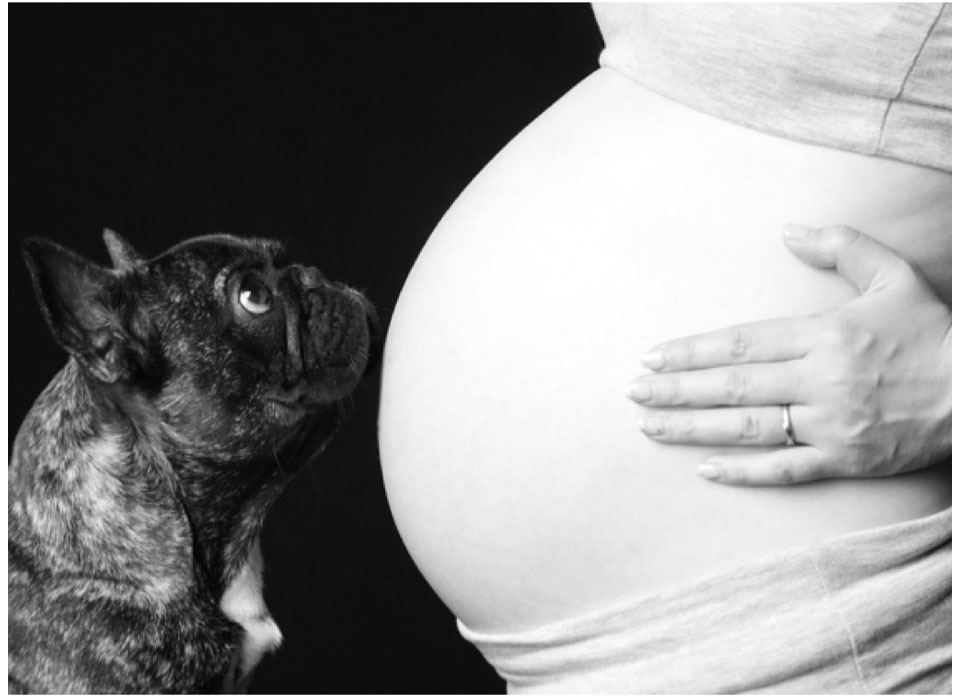 ペットと一緒にマタニティフォト撮影ができます！ブログ東京のフォトスタジオならフォトスタジオ タンタン