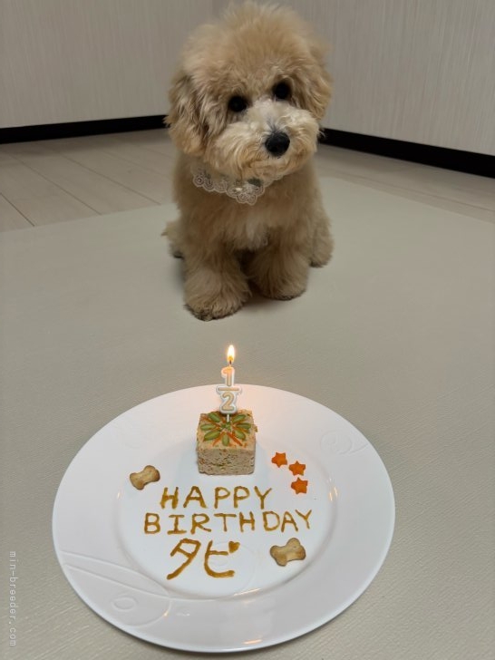 ワンコのせケーキLovina