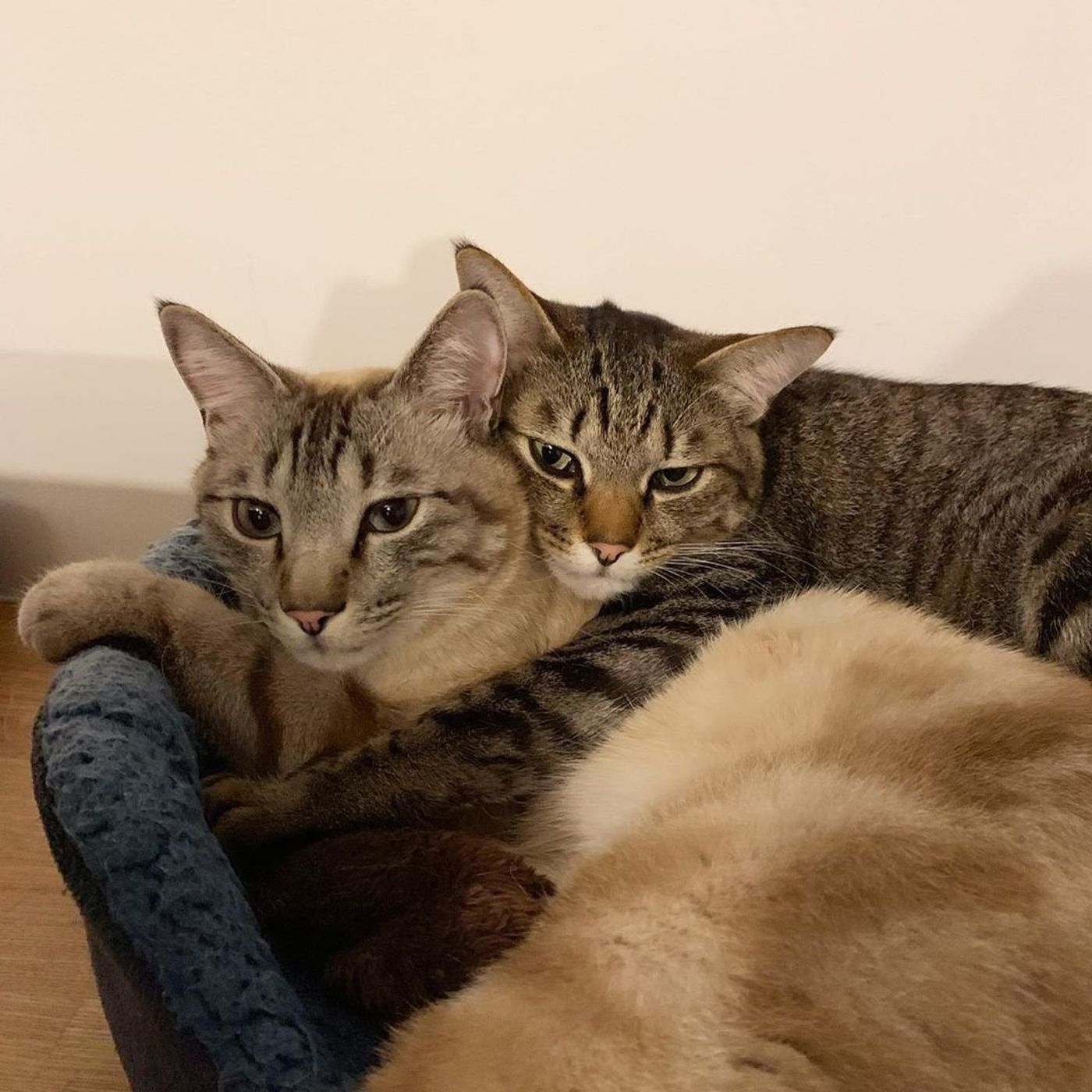 じもぺっと8 ご飯を取り合う仲良し兄弟猫が可愛すぎる