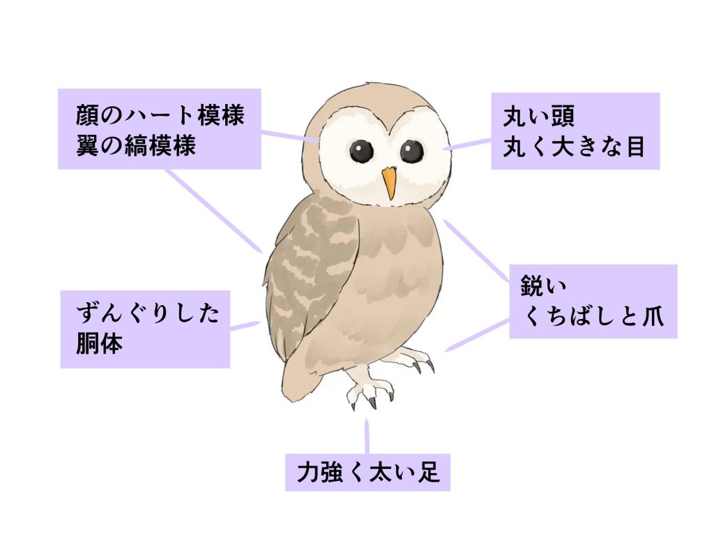 フクロウ » Bird Clinic 金坂動物病院