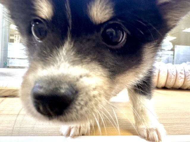 近くに来て興味がないフリをするけど, 本当は食べたくてしかたない犬🐕️, カワイイ😍,ポンスキーいぬ好きな人と繋がりたい ,赤ちゃんと犬pomsky