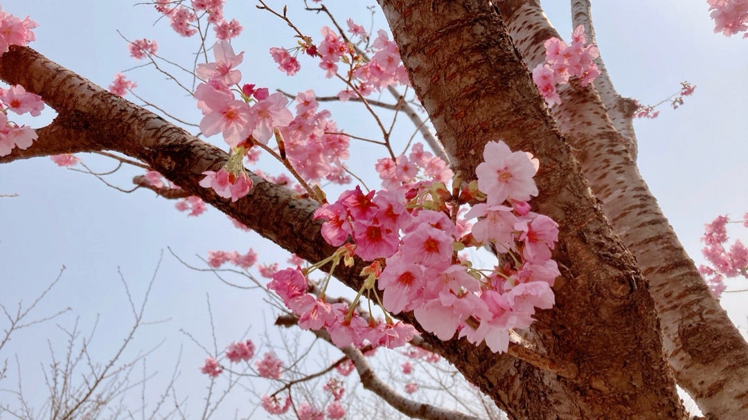 ROOM STORYnounours books by CHECK&STRIPE