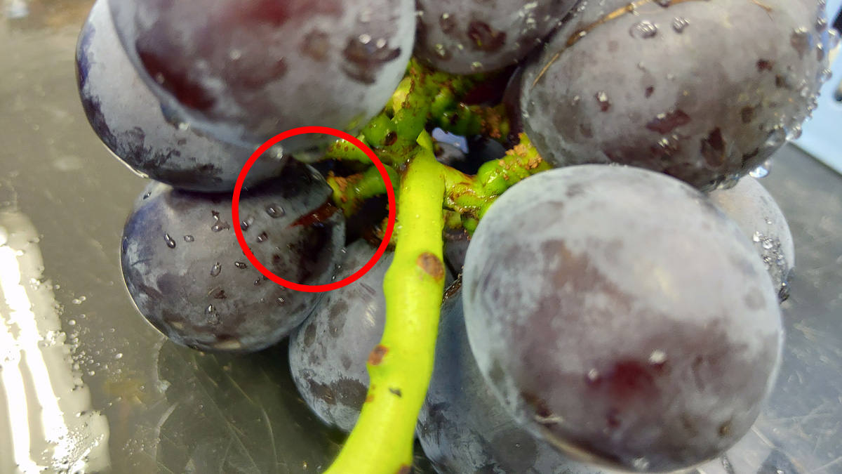 ぶどうの種類知多半島南知多美浜町 藤稔 ふじみのり などのぶどう直売所・産地直送販売 服部フルーツガーデン