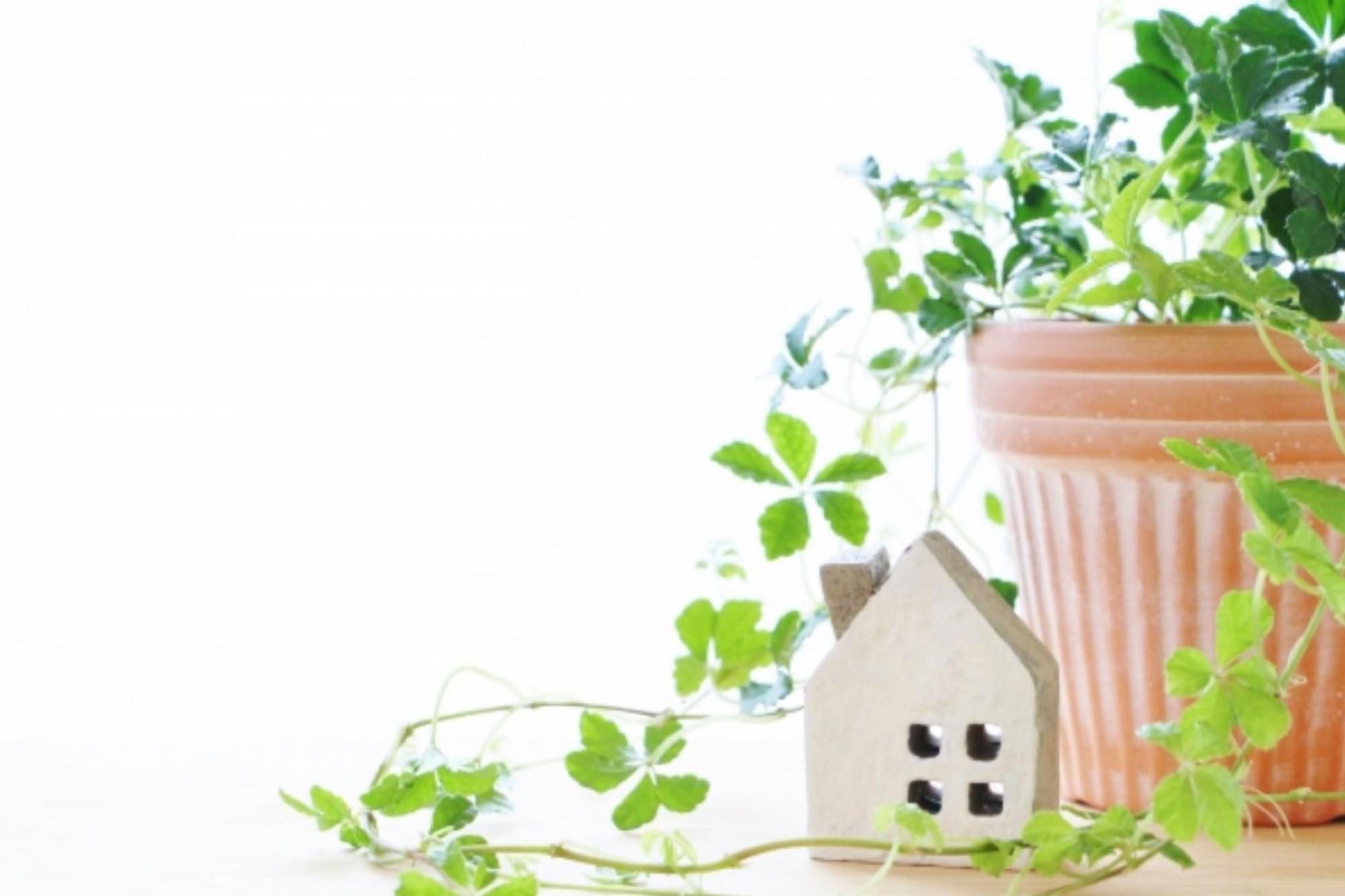 子供部屋」「子供の勉強机」におすすめの「観葉植物１７選」～風水で勉強運と成長運上昇、知的好奇心から思考力アップまで！～GOLD HOME～金の家