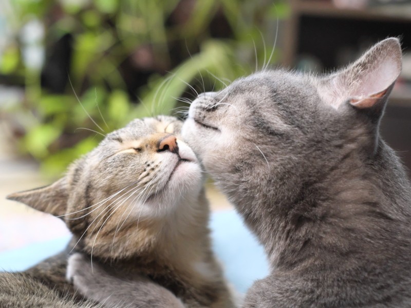 兄弟仲良し♡ねこ 猫 ネコ ねこのいる生活ねこのいる暮らしねことの暮らしねこのいる幸せメインクーン キジシロ cat cute cutecats❤️ ❤️❤️❤️ほっこり ほっこりする瞬間を仲良し猫仲良し兄弟