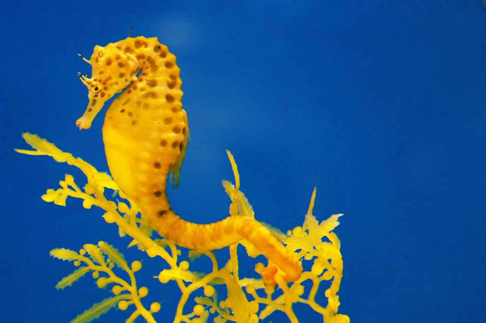 竜の落し子たつのおとしご タツノオトシゴtatsunootoshigo tatsunootoshigo 은 무슨