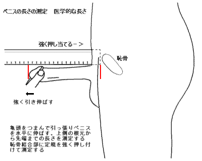 ペニス測定用定規 / メイルエッジJAPAN