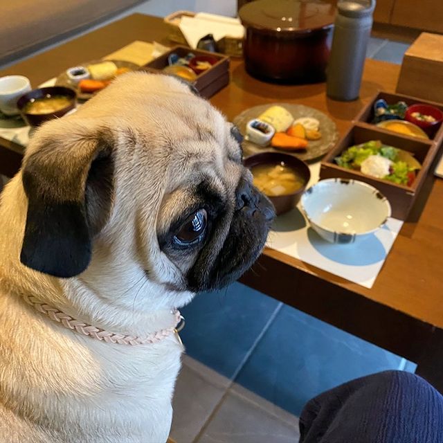 星のや軽井沢 長野県ペットと泊まれる宿 犬と旅行 トラベルウィズドッグ