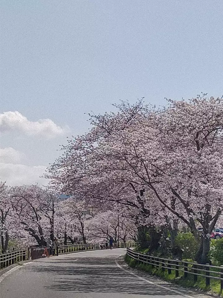 冬に咲くサクラ「ヒマラヤザクラ」が真っ赤なモミジと並んで見頃 愛知・豊橋市 普門寺 | 名古屋・愛知・岐阜・三重のニュース【CBC