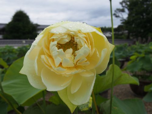 桧木 宇賀神 うがじん、うかのかみ総高20cm