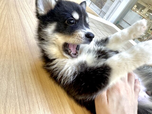ポンスキー ポメラニアン×シベリアンハスキー のこふうちゃんがご来店されました！赤ちゃん犬 こふうちゃんはまだ2ヶ月の女の子👶 赤ちゃん姿を残したい！とのことでいらっしゃいました😊ポンスキーはsio初めてのご来店でした！ ボディはポメちゃんで、お顔がハスキー