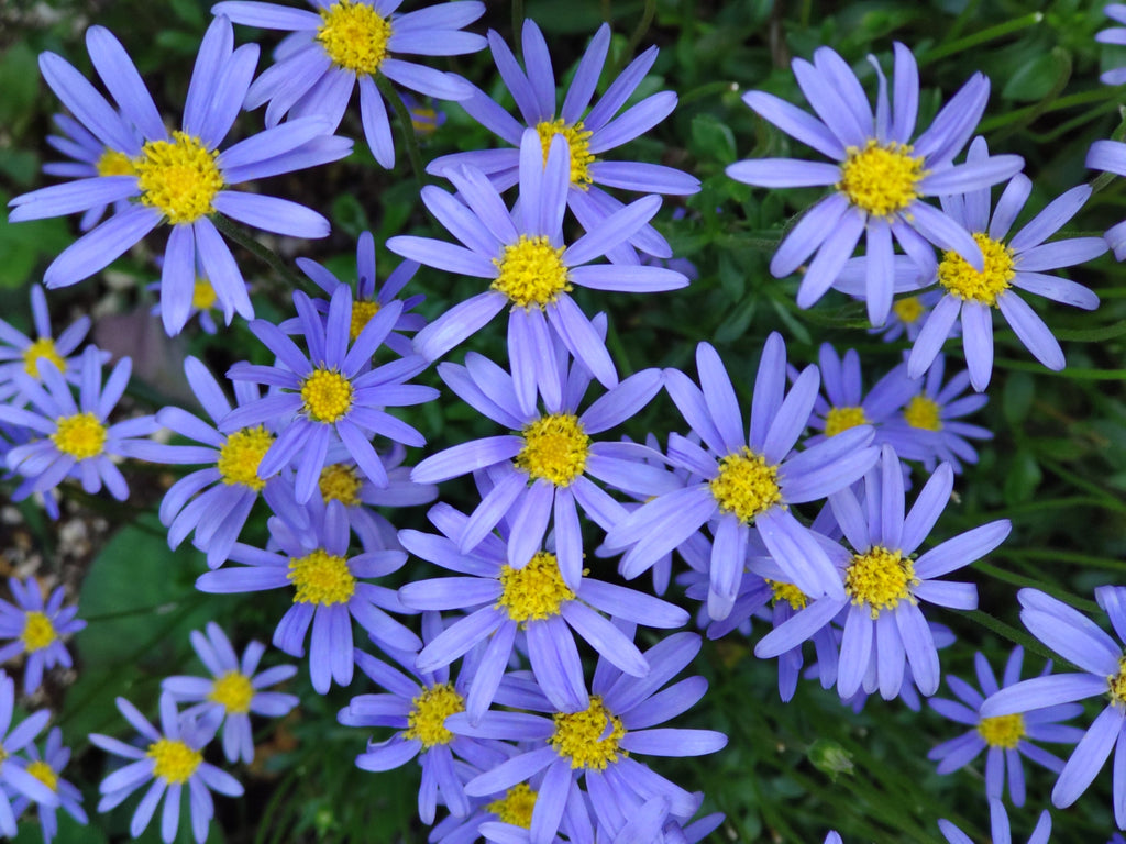 結婚祝いに贈りたい花10選！花言葉やマナーもご紹介HORTI by GreenSnap