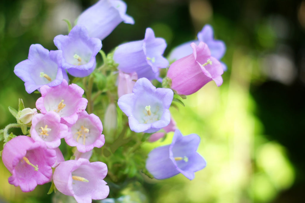 友情・絆・信頼・友達にまつわる花言葉をもつ花10選HORTI by GreenSnap