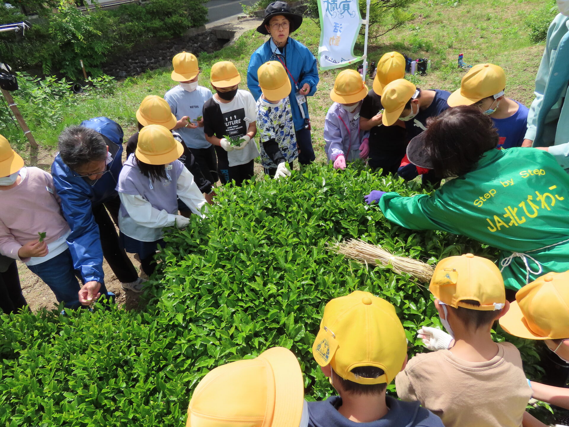 もえぎ色の茶葉を児童が収穫体験 天竜区・横山小：中日新聞しずおかWeb