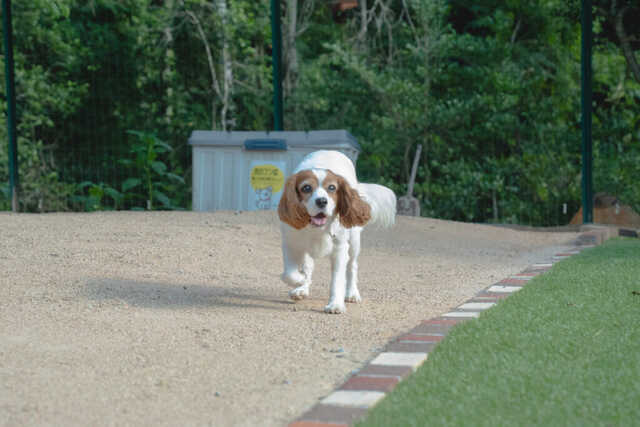 愛猫・愛犬と暮らす癒しの家」リノベーション | 函館市｜住宅リフォーム・リノベーション専門のLIXILリフォームショップ