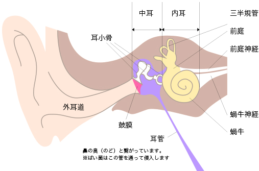 王様の耳｜ホットペッパービューティー