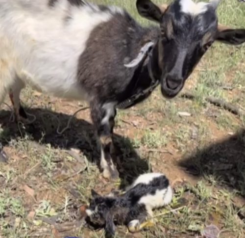保護活動者：ねころん 千葉県白井市 ハグー -みんなのペット里親情報